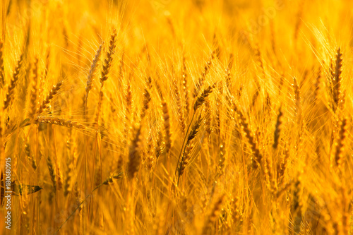 yellow ears of wheat at sunset in nature