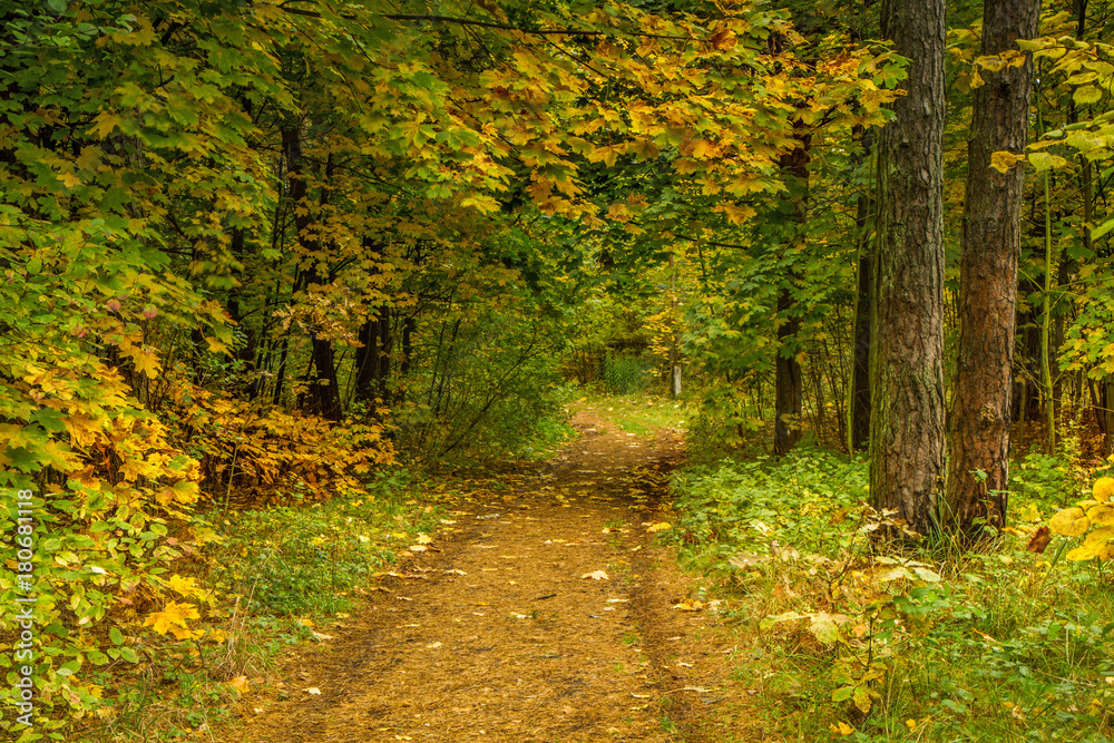Fototapeta premium Walk through the forest