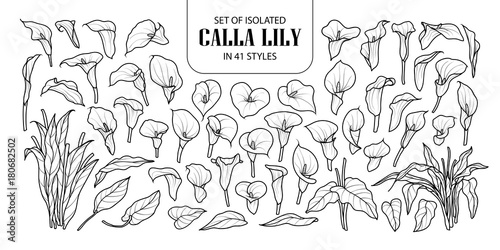 Set of isolated Calla lily in 41 styles. Cute hand drawn flower vector illustration in black outline and white plane.