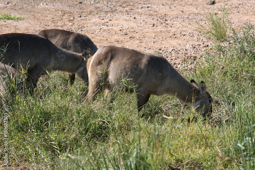 south African wildlife