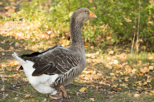 portrait of a goose in a park in autumn