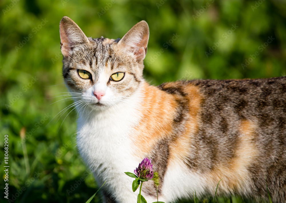 cat walking in the grass outdoors