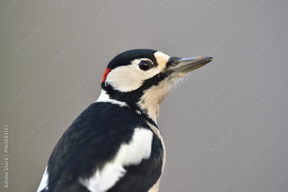 Obraz premium The great spotted woodpecker (Dendrocopus major) portrait