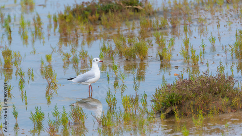Gull eating in the swamps, in the seaweeds 
