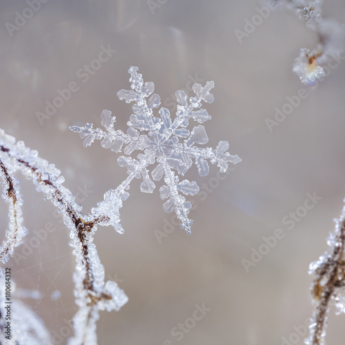 Warm Crystal Snowflake © Images By Jefunne