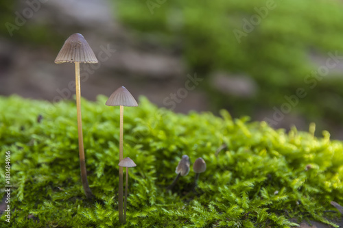 A couple of small grey fungus grow on a mossy trunk