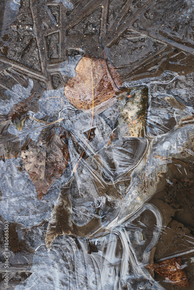 crust of ice on a puddle of leaves crust of ice on a puddle of leaves