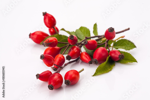 rose hip isolated photo