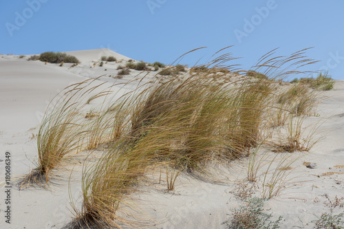 Dune Of Sand And Bushs