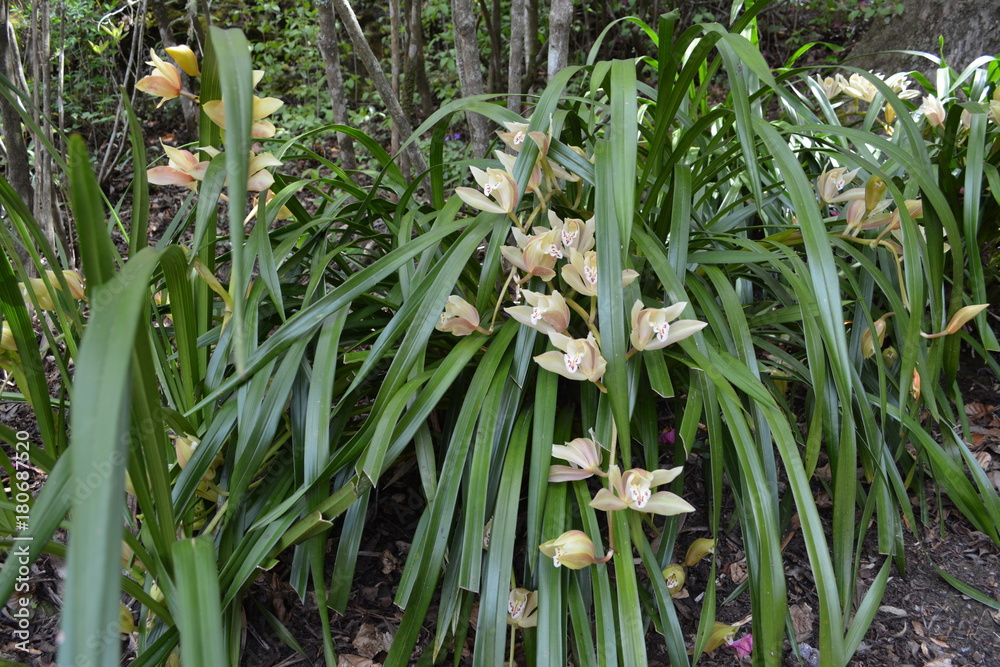 Obraz premium Blue Mountains Gardens