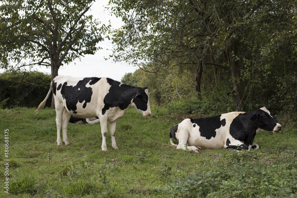 Holstein Friesian cattle	