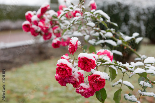Floribunda roses in the snow. The beautiful pink flowers lying before the fallen snow. It is snowing and strong wind.