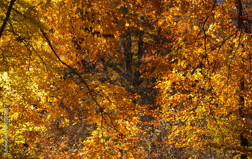 Sfondo autunnale con foglie color oro