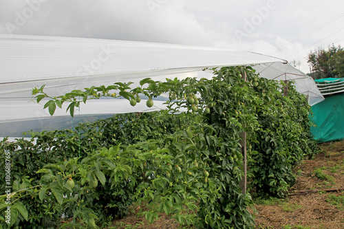 Passion fruit, Maracuja, Passiflora edulis, on the vine in plantations, near El Jardin, Antioquia, Colombia, South America photo