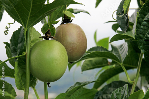 Passion fruit, Maracuja, Passiflora edulis, on the vine in plantations, near El Jardin, Antioquia, Colombia, South America photo