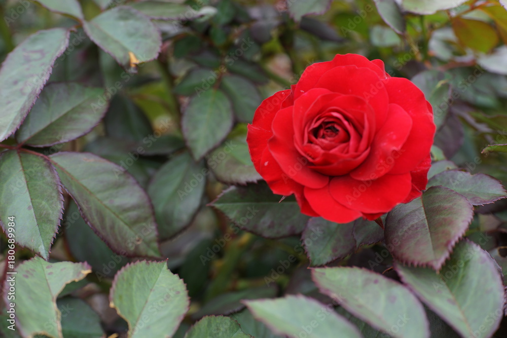 朱色 赤いバラ 薔薇 愛 象徴 Stock 写真 Adobe Stock