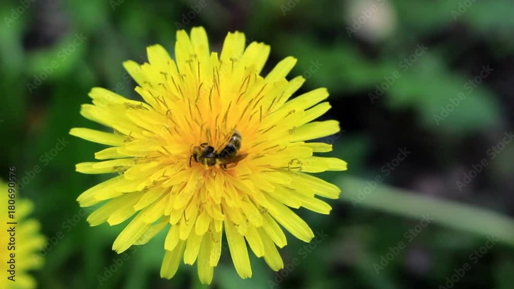 The bee bathes in the pollen of the yellow dandelion. Bees have a long proboscis which they use to suck up plant nectar. The bee bathes in the pollen of the yellow dandelion. Bees have a long proboscis which they use to suck up plant nectar.
