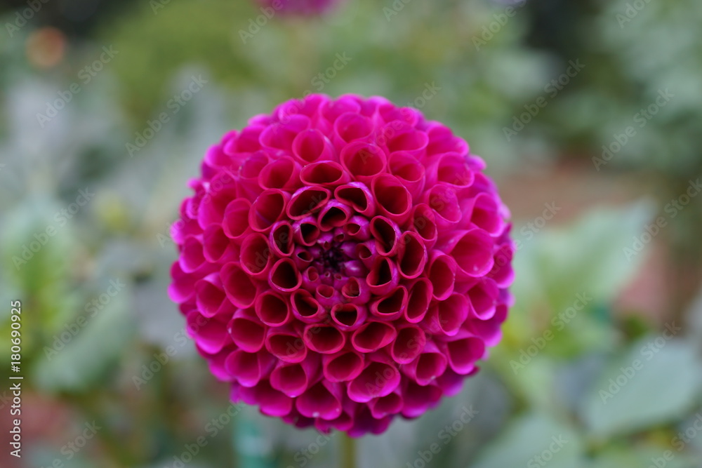 ダリア 花 キク科 接写 真紅 赤い花 クリムゾン ダリア 花 キク科 接写 真紅 赤い花 クリムゾン