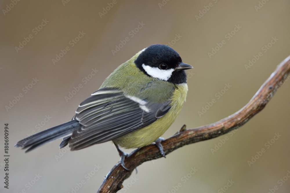 Fototapeta premium The great tit (Parus major) on a branch