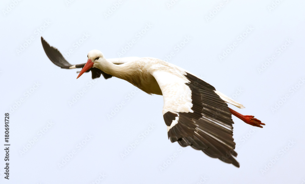 Obraz premium Big stork flying