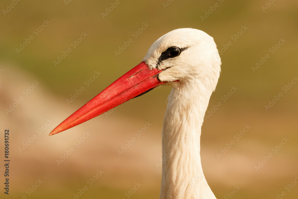 Fototapeta premium Portrait of a elegant stork