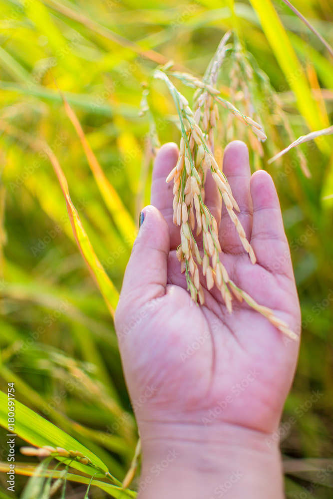 farmer hand with rice paddy.