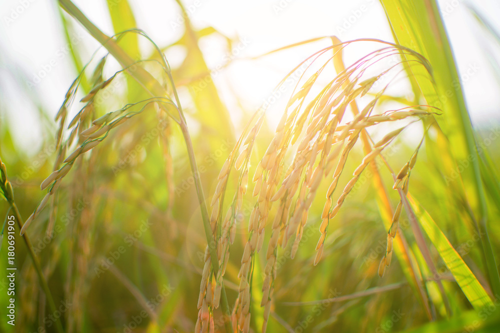 rice field at sunny day. rice field at sunny day.
