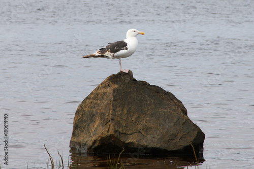 Gull on the stone. River Keret. North Karelia. (The Vast Russia! Sergey, Bryansk.) photo