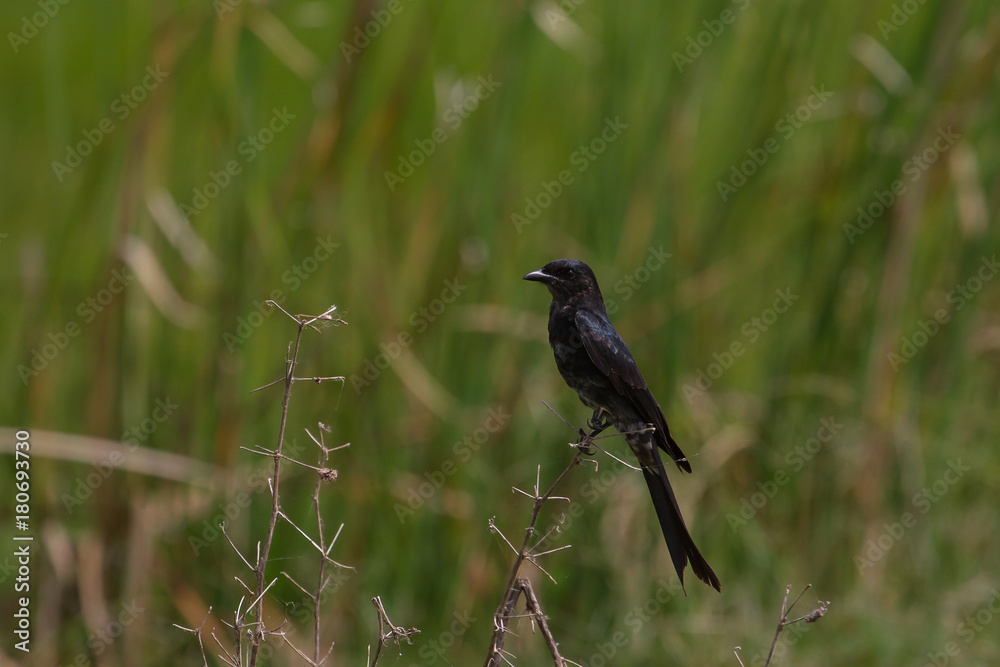 Obraz premium Black drongo beautiful bird in forest