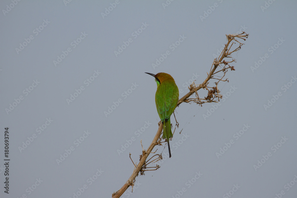 green bee-eater perched on a branch green bee-eater perched on a branch