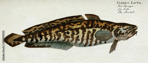 Foto Illustration of a fish.