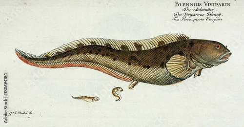 Illustration of a fish.