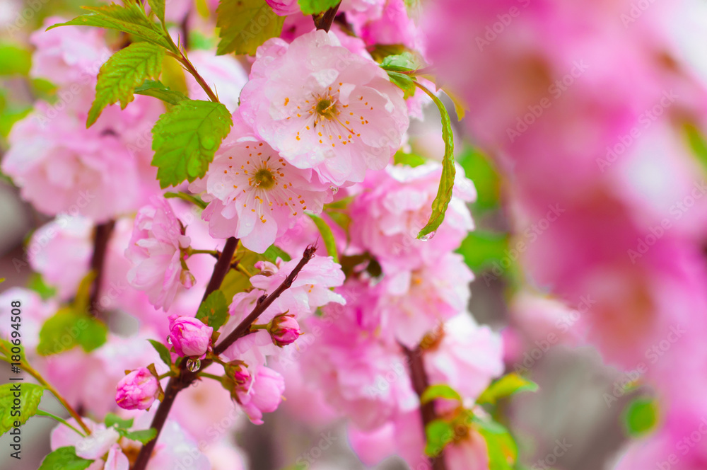 Fototapeta premium Flower