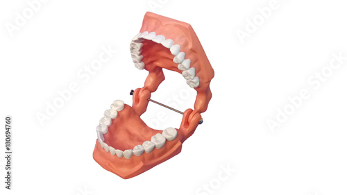 dentist model of jaws and teeth