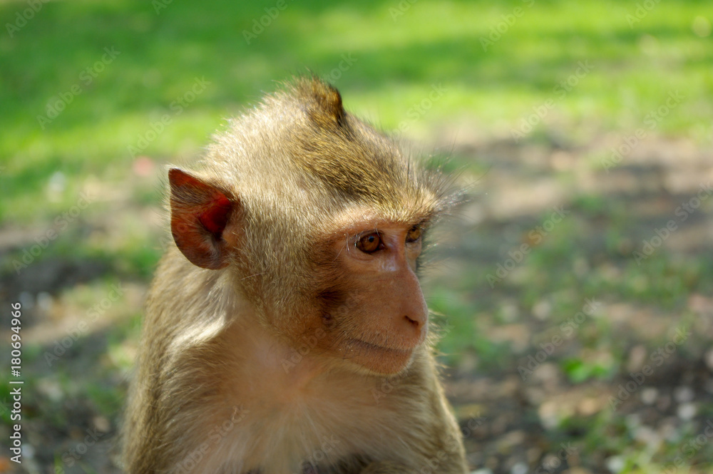 Fototapeta premium monkey head