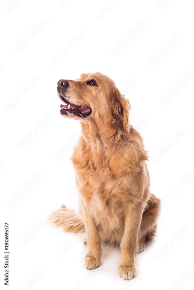 Golden Retriever dog isolated on white