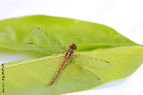 Dragonfly on the green leaf and on the white background. it is a fast flying long bodied predator insect with two pairs of large wings that are spread out sideways.