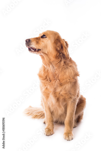 Golden Retriever dog isolated on white