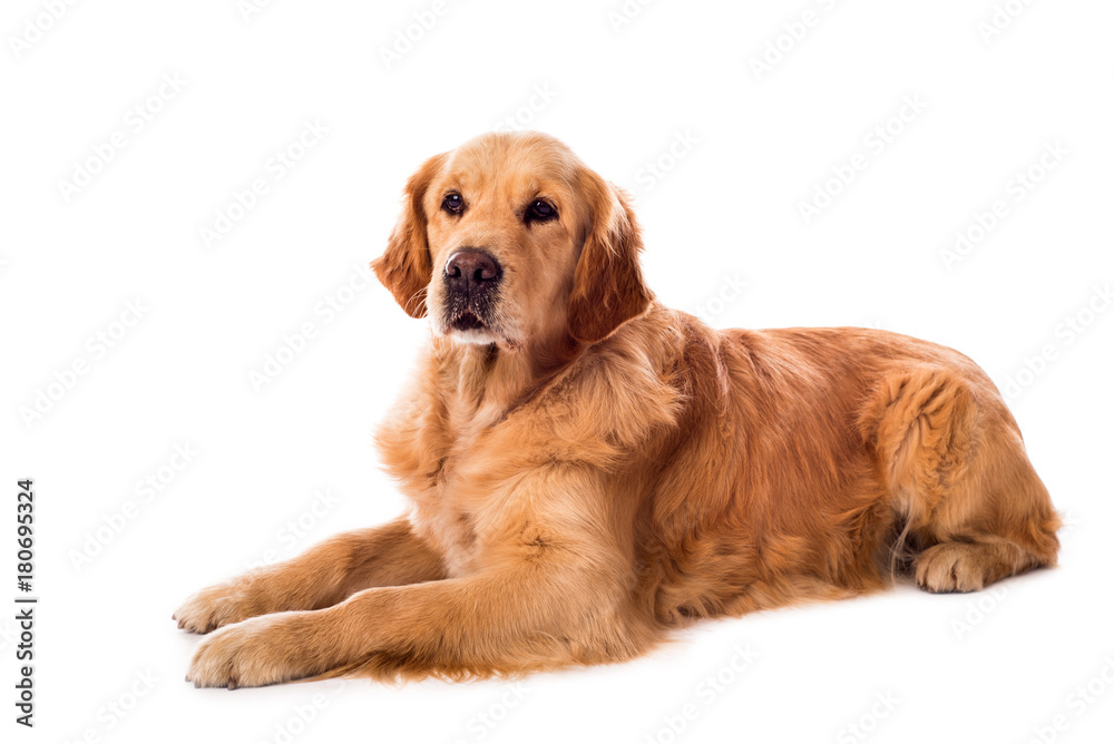 Golden Retriever dog isolated on white Golden Retriever dog isolated on white