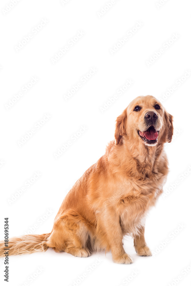 Golden Retriever dog isolated on white