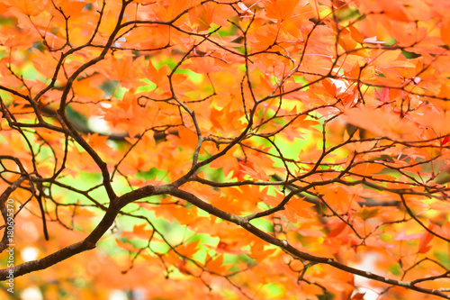 Autumn season colorful of tree and leaves