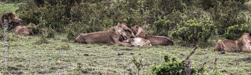 Savanne der Maasai Mara Africa und ihre L  wen
