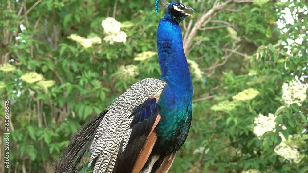 peacocks screams on a branch in forest, 4k
peacocks screams on a branch in forest, 4k