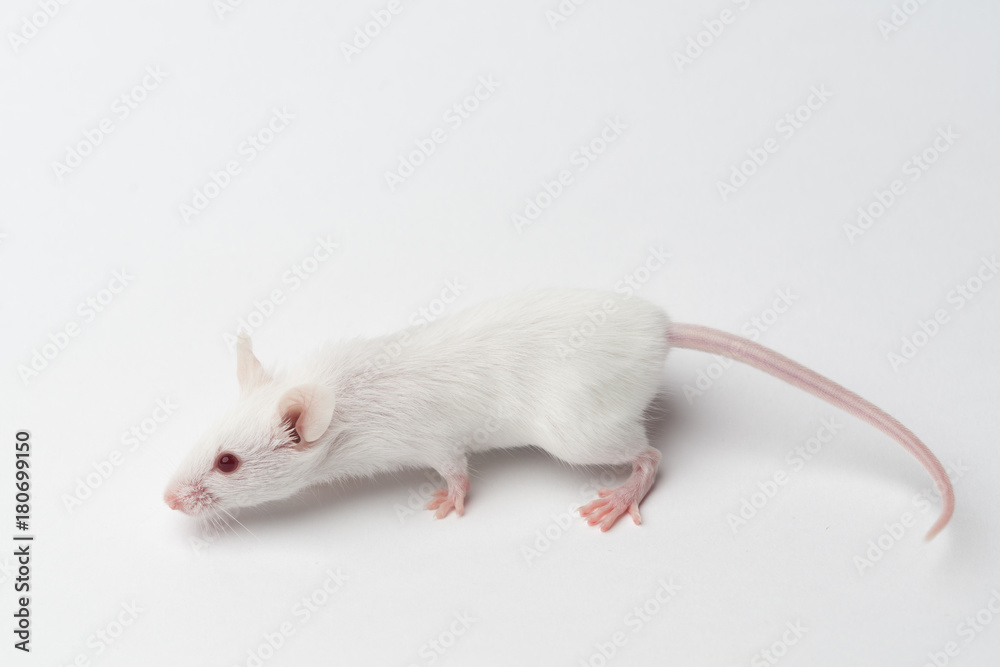 white laboratory mouse close-up on a white background white laboratory mouse close-up on a white background