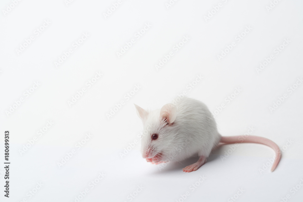 white laboratory mouse close-up on a white background white laboratory mouse close-up on a white background