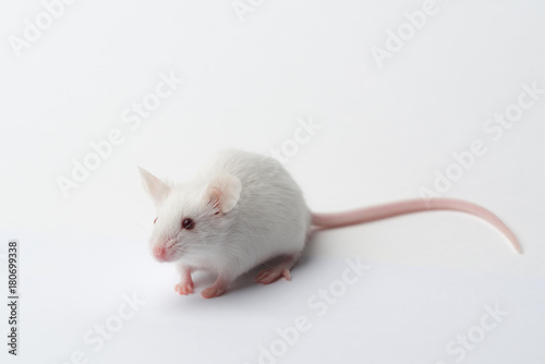 white laboratory mouse close-up on a white background