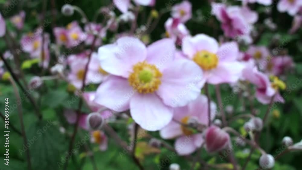 moving away from a white flower moving away from a white flower