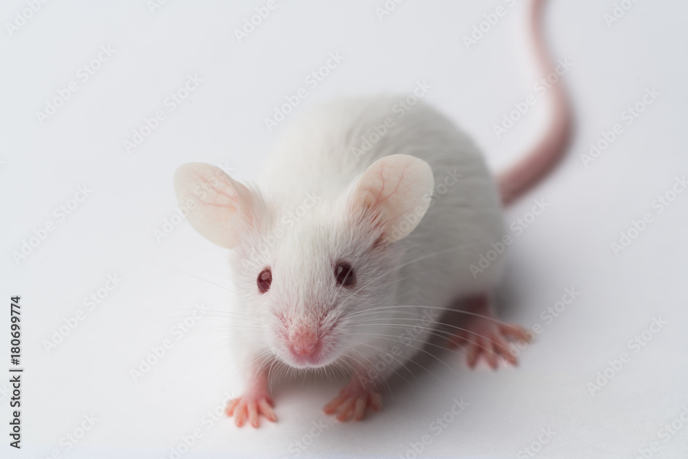 white laboratory mouse close-up on a white background