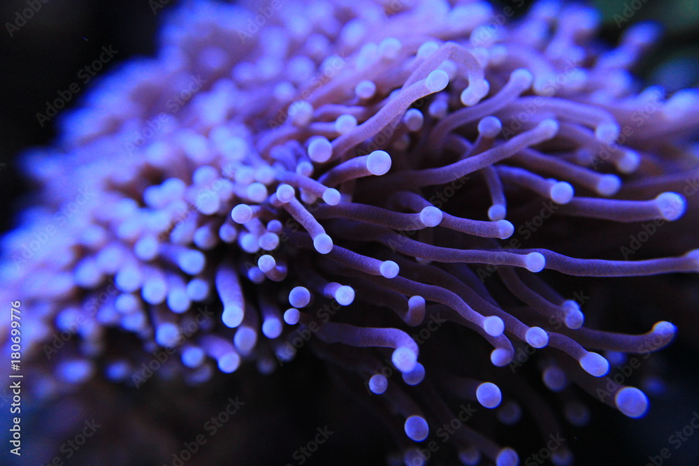 Naklejka premium Koralowiec Euphyllia LPS w zbiorniku rafowym