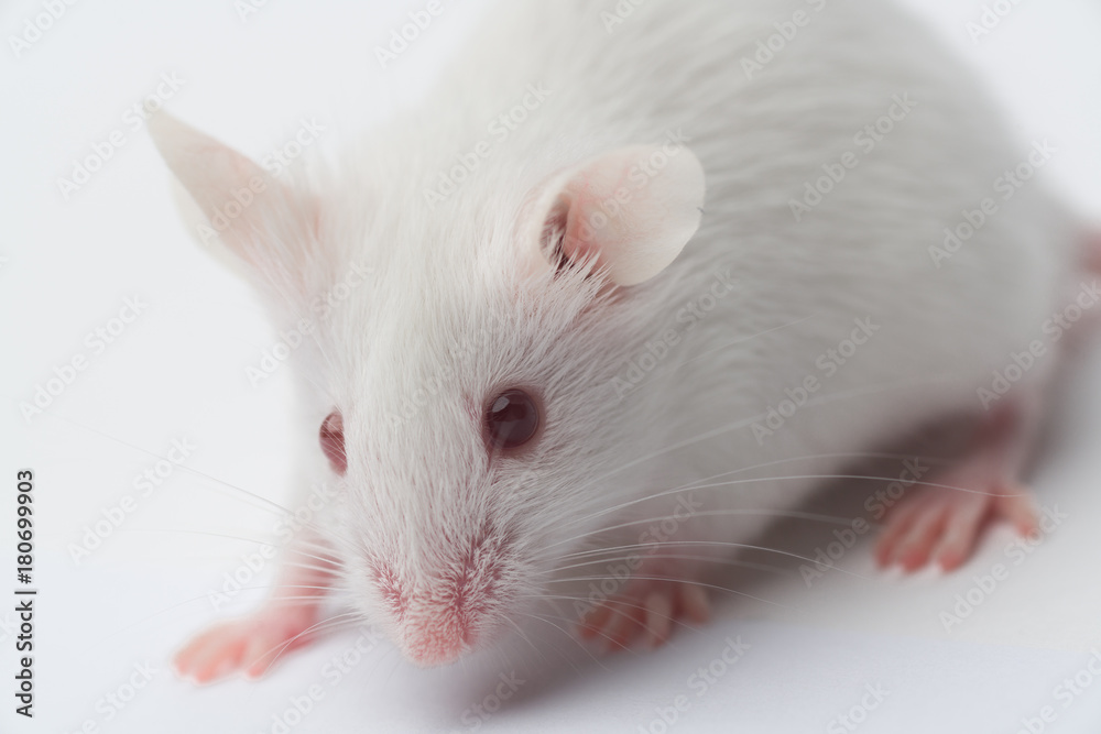 white laboratory mouse close-up on a white background white laboratory mouse close-up on a white background